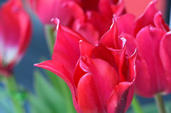 ツリパ　プリティウーマン　寄