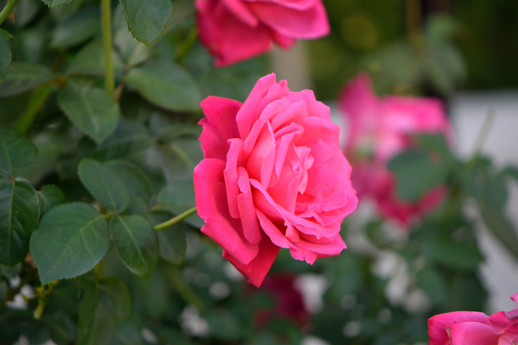 秋薔薇　マリア　カラス