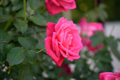 秋薔薇　マリア　カラス