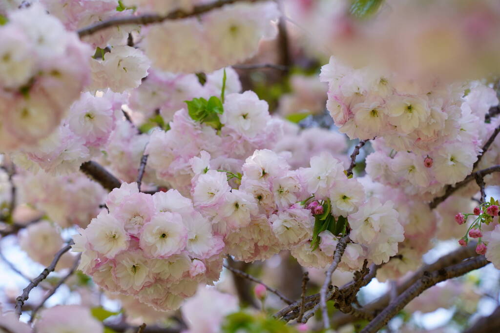 桜　一葉　２
