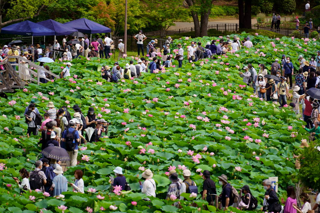 ハス池は大渋滞