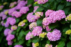 紫陽花　７