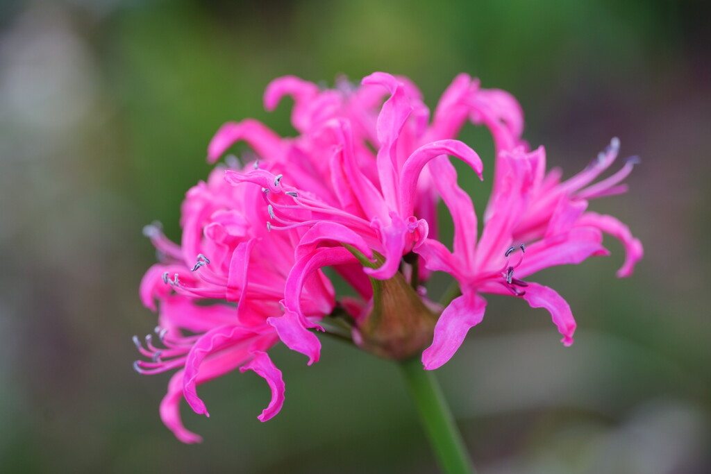 ダイヤモンドリリー