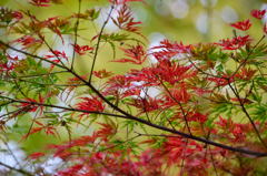 森林公園の紅葉　青龍