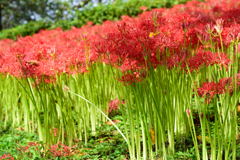 権現堂　彼岸花　４