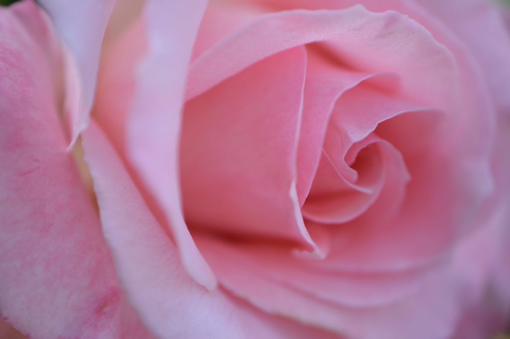 薔薇 ブライダルピンク