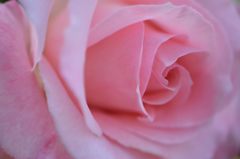 薔薇 ブライダルピンク