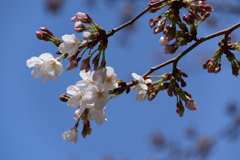 桜　ソメイヨシノ　１