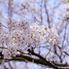 桜　ソメイヨシノ　３