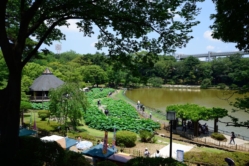 千葉公園　全景