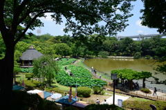 千葉公園　全景