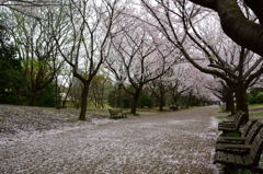 ソメイヨシノの絨毯