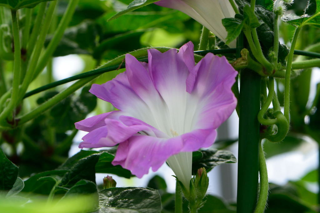 朝顔　青弱渦打込乱菊葉桃乱菊咲