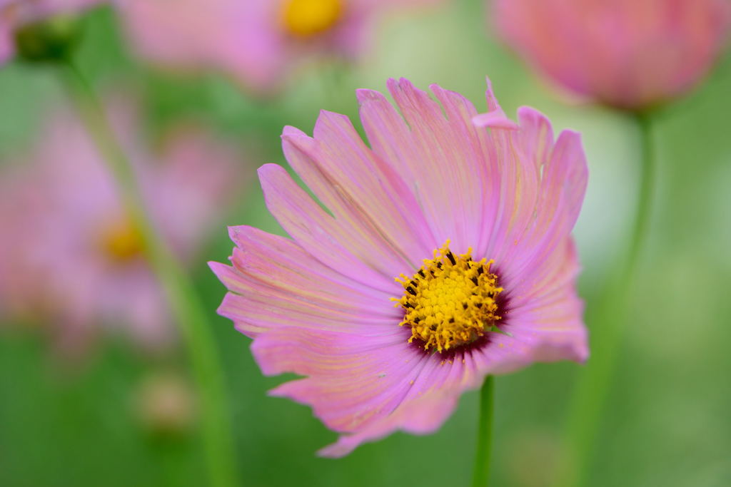 秋桜　オレンジキャンバス