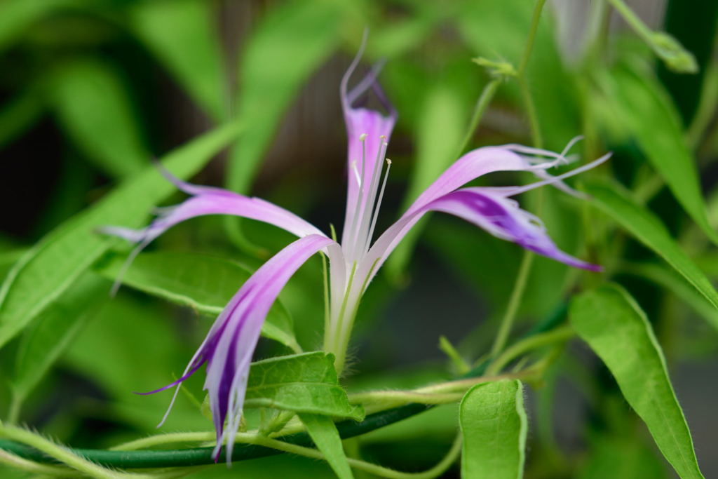 朝顔　黄弱渦鶏足柳葉　淡水色地青紫吹雪采咲