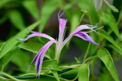 朝顔　黄弱渦鶏足柳葉　淡水色地青紫吹雪采咲