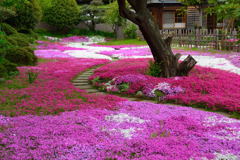 郭沫若記念館　芝桜