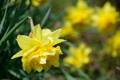八重咲き水仙　黄重
