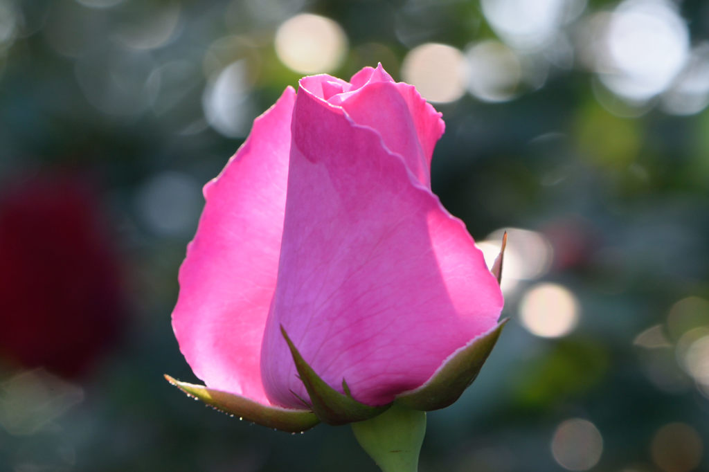 秋薔薇　ザ　マッカートニー　ローズ