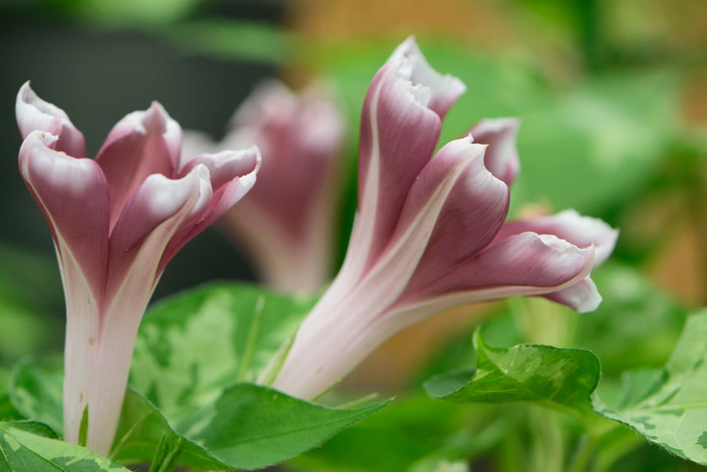 変化朝顔　茶覆輪車絞切咲