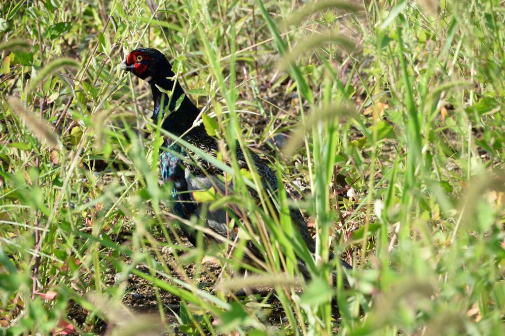 雉との遭遇