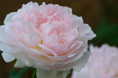 薔薇　シャリファ・アスマ