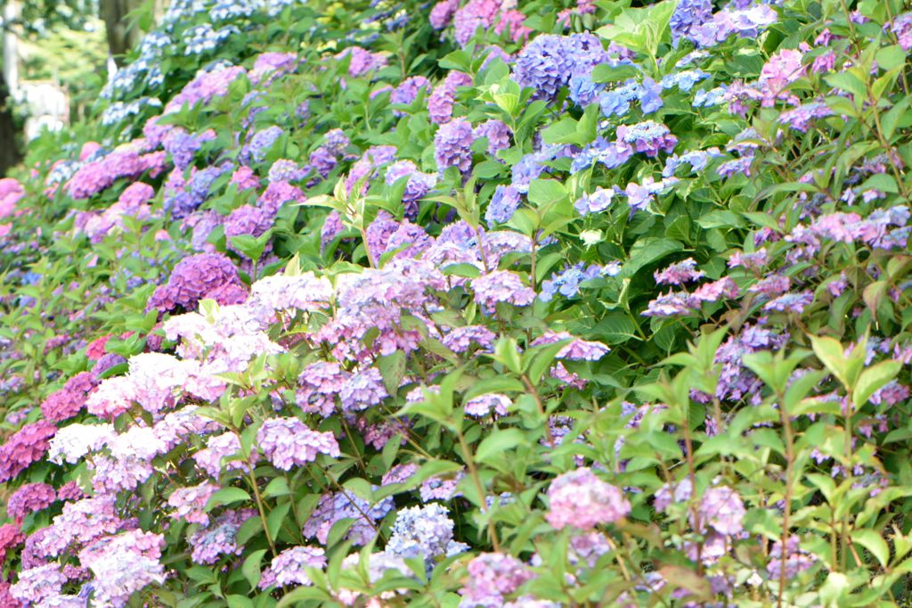 紫陽花の壁