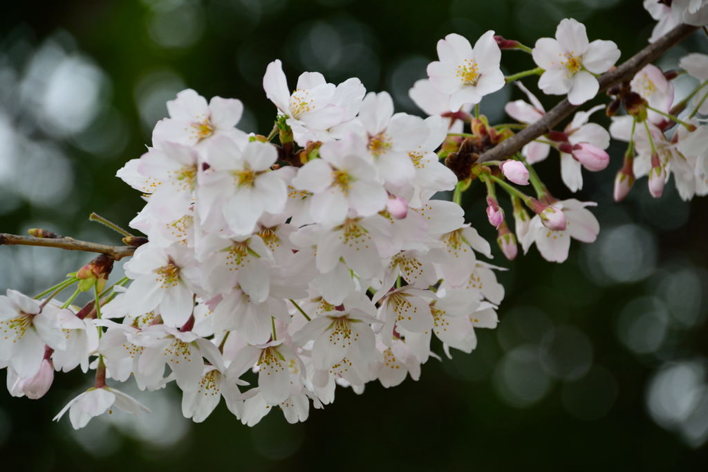 桜　12