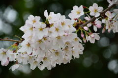 桜　12