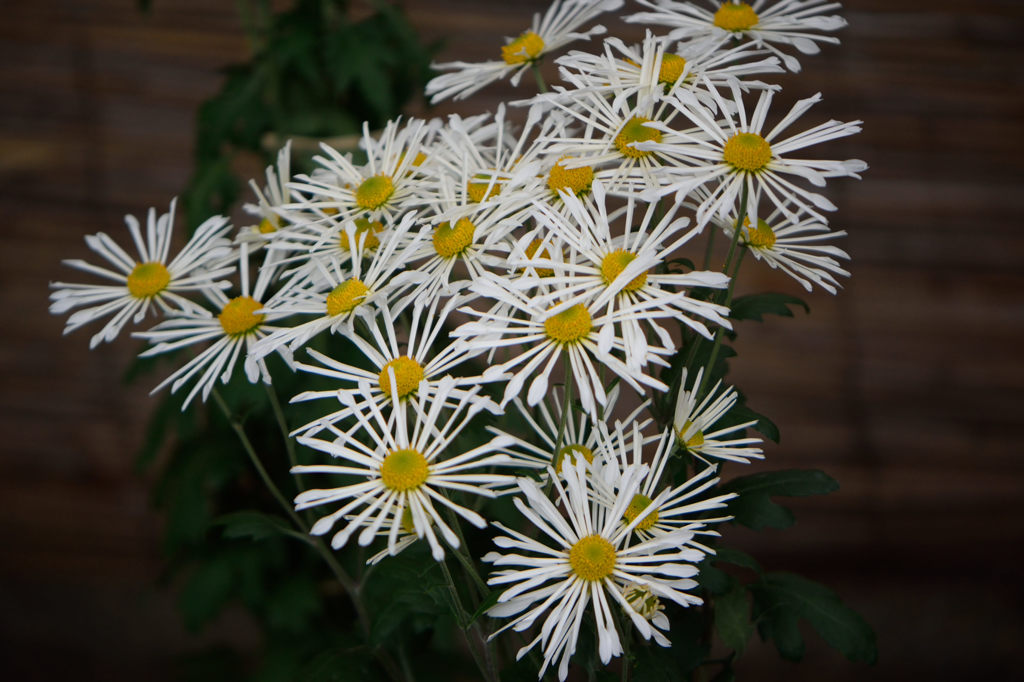 古典菊　老松