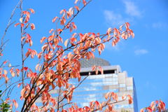 桜　紅葉