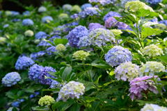 紫陽花　香澄公園