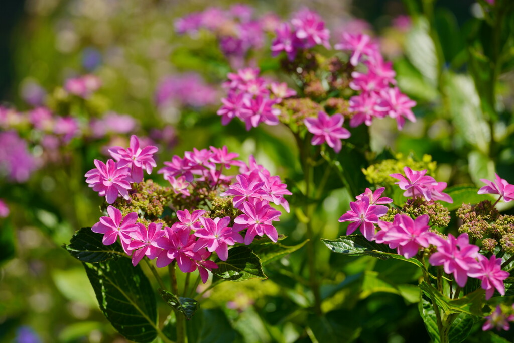 紫陽花　４