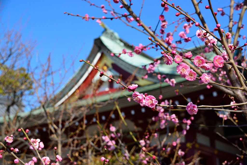 梅　八重唐梅