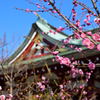 梅　八重唐梅