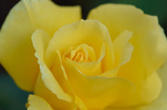 秋薔薇　ドフトゴールド