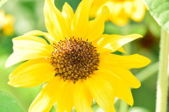 向日葵　ビンセントタンジェリン