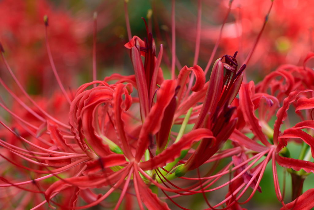 彼岸花　ごちゃごちゃ