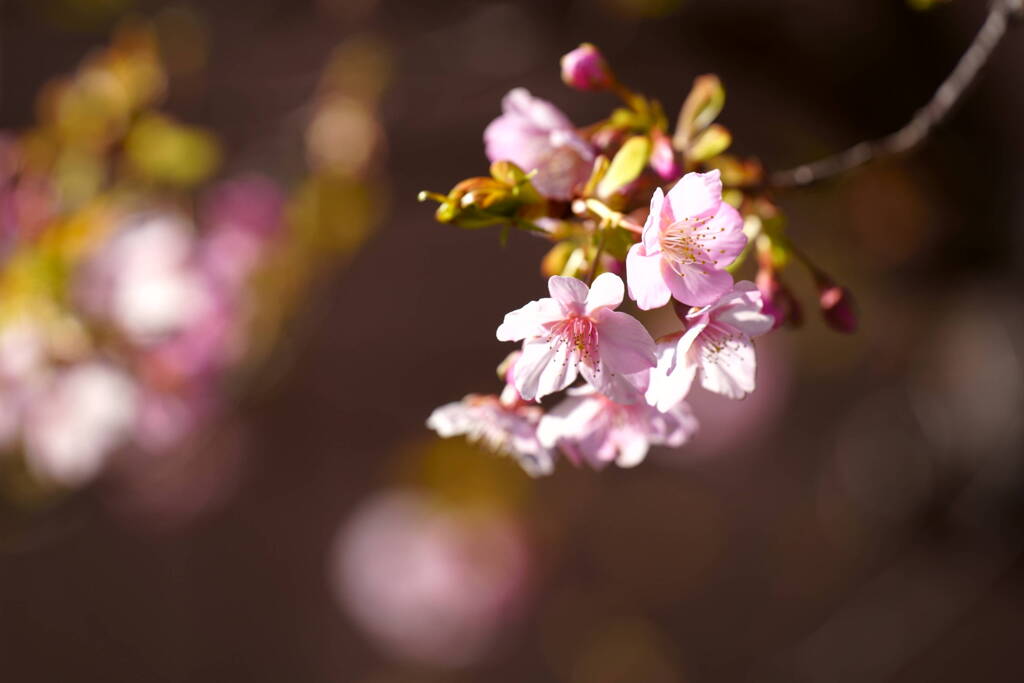 河津桜　６