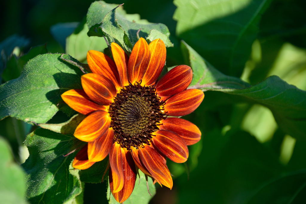 ヒマワリ　クラレット