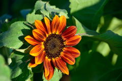 ヒマワリ　クラレット