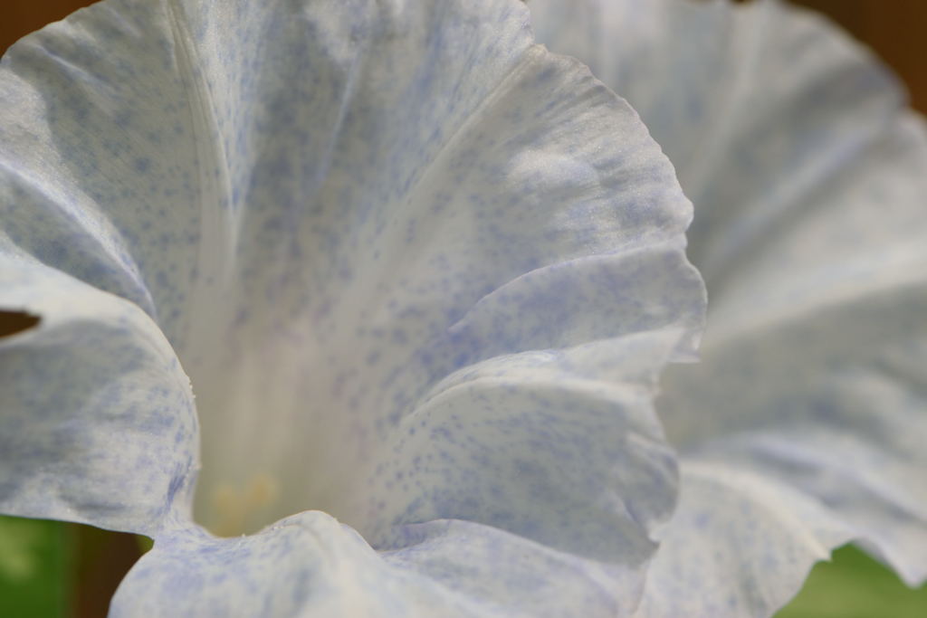 変化朝顔　青吹掛絞丸咲