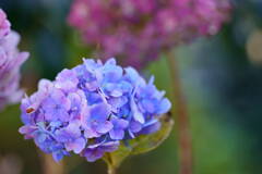冬の紫陽花