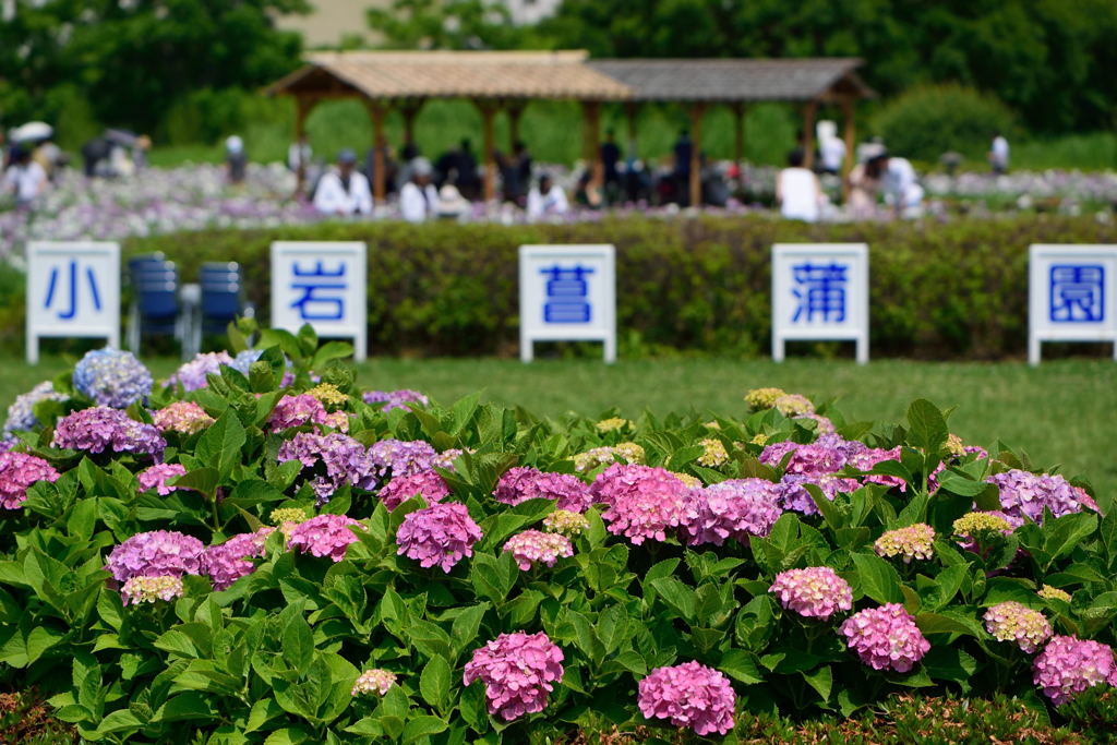 小岩菖蒲園に行きました