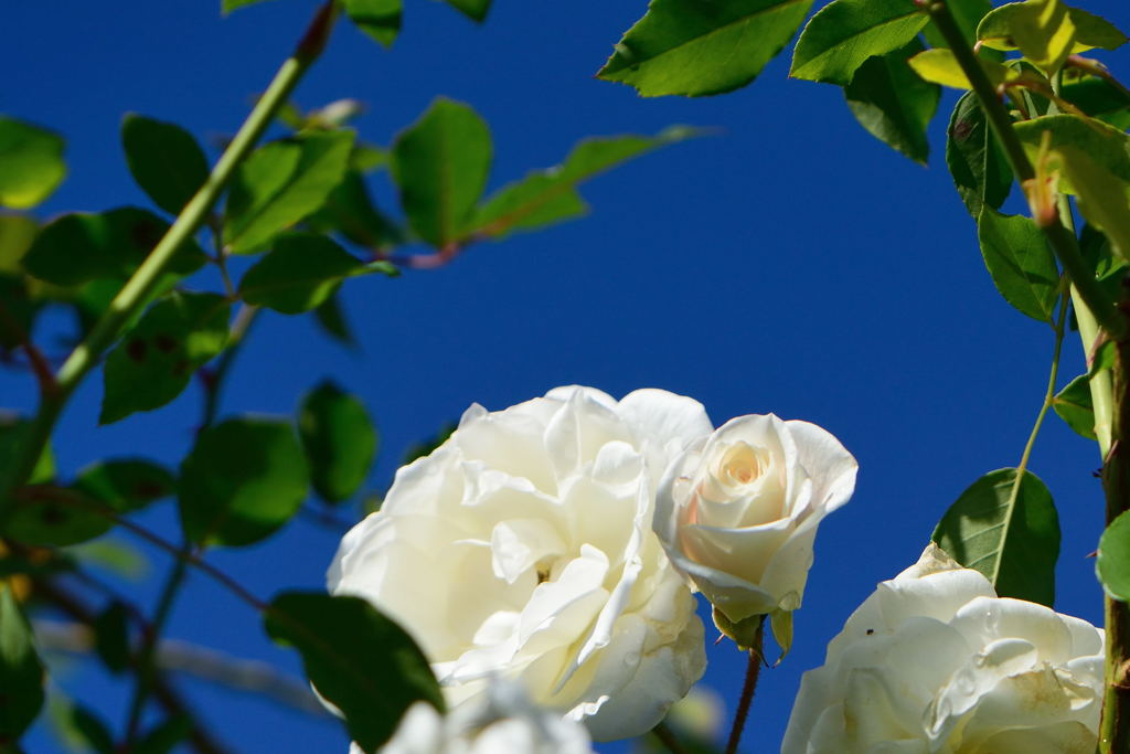 薔薇　ツル　フラウ・カール・ドルシュキ