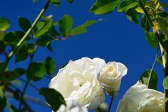 薔薇　ツル　フラウ・カール・ドルシュキ