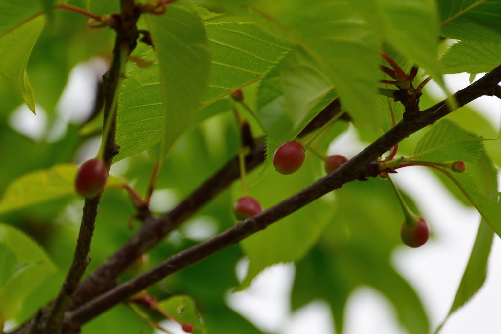 河津桜のさくらんぼ