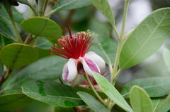 一番おいしい花(^o^)
