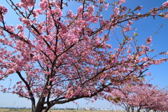 河津桜並木を超広角で(^o^) 河津桜並木を超広角で(^o^)