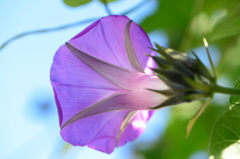 師走なのに朝顔